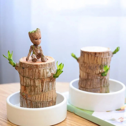 Lucky Brazil Wood Potted Plant (Toy/Tray Not Included) | Buy 1 Get 1 FREE