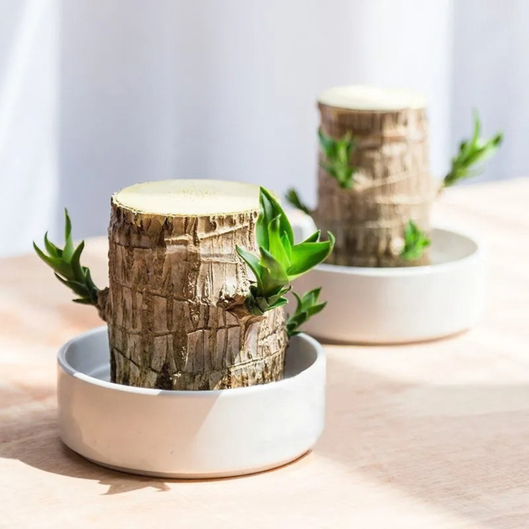 Lucky Brazil Wood Potted Plant (Toy/Tray Not Included) | Buy 1 Get 1 FREE