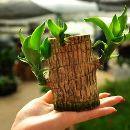 Lucky Brazil Wood Potted Plant (Toy/Tray Not Included) | Buy 1 Get 1 FREE