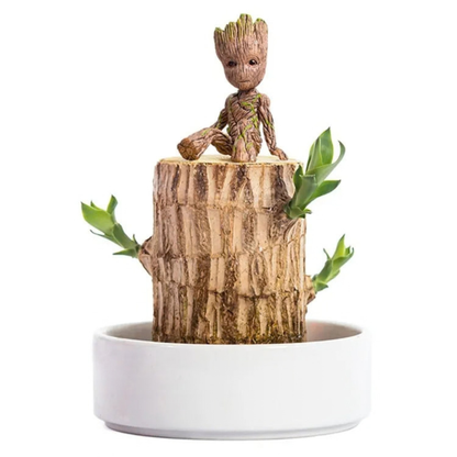 Lucky Brazil Wood Potted Plant (Toy/Tray Not Included) | Buy 1 Get 1 FREE