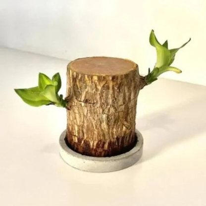 Lucky Brazil Wood Potted Plant (Toy/Tray Not Included) | Buy 1 Get 1 FREE